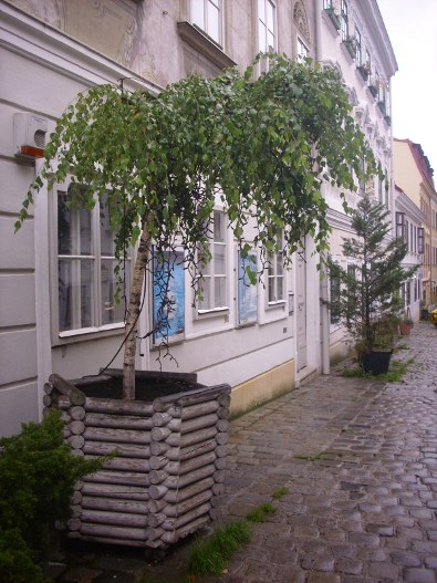 Zeleň v ulicích Vídeň