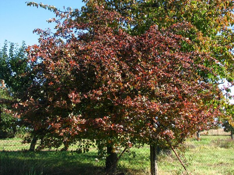 Aronia - temnoplodec černoplodý