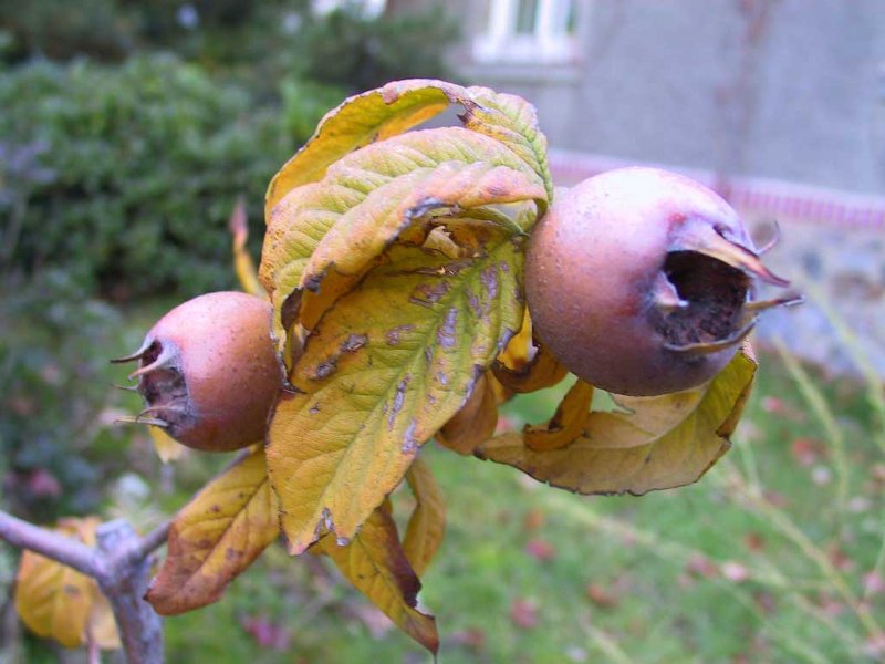 Mišpule