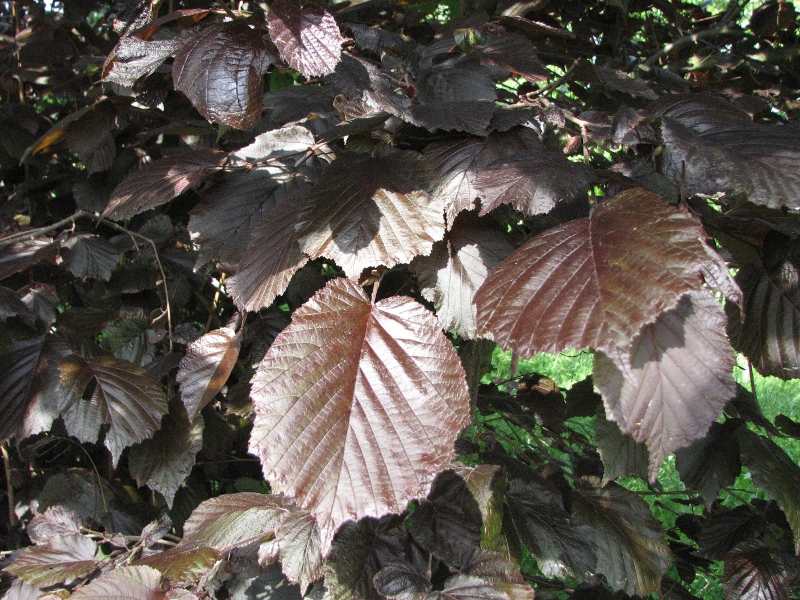 Líska Lombardská červená