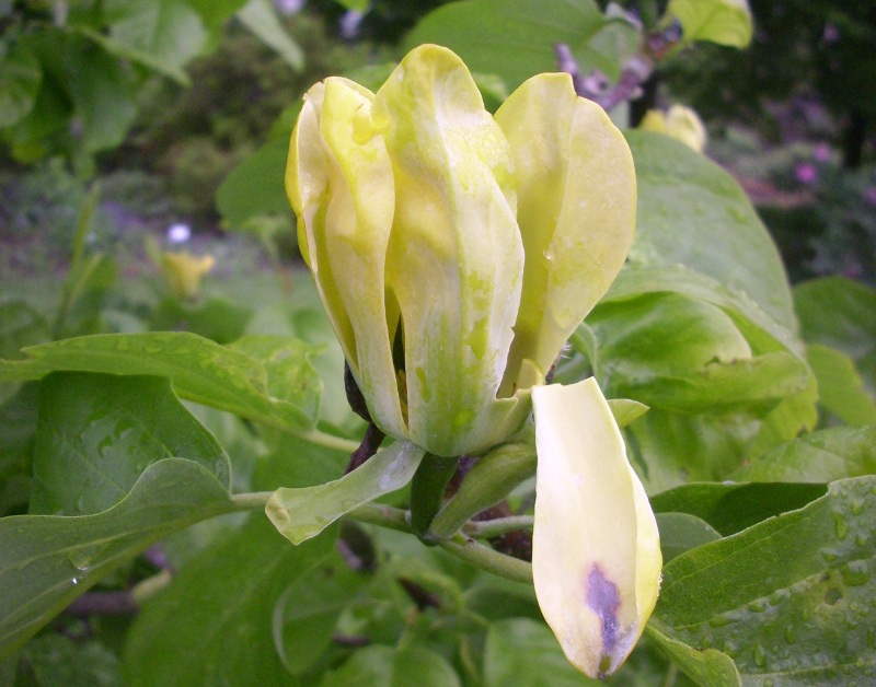 Lyrovník tulipánokvětý